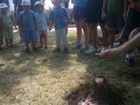 קייצת 2011