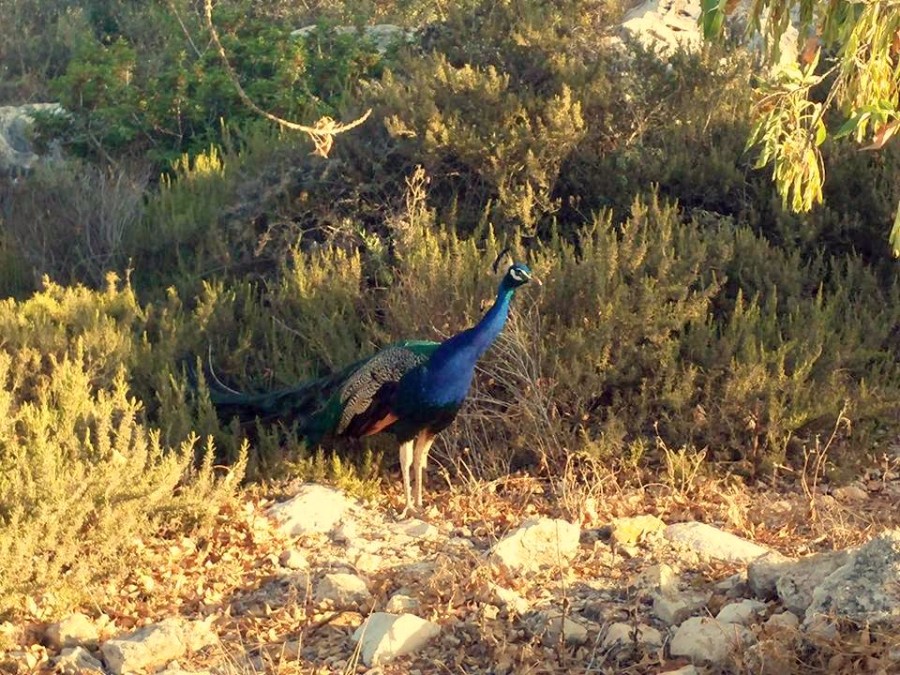 הלכנו, אני והטווס שלי, למזכירות לבדוק אם יש דואר...רון ניסל, 18/7/16