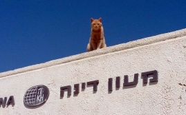 חתולה על גג מעון לוהט.
צילום: דני גבע
5.3.2015