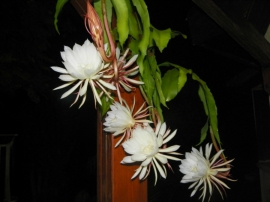 הקקטוס "מלכת הלילה" שפורח לילה אחד בשנה. הפריחה מדהימה וריחנית. חבל שכל כך קצרה. 14.6.13
צילום: ציפי רן - בגינתה.